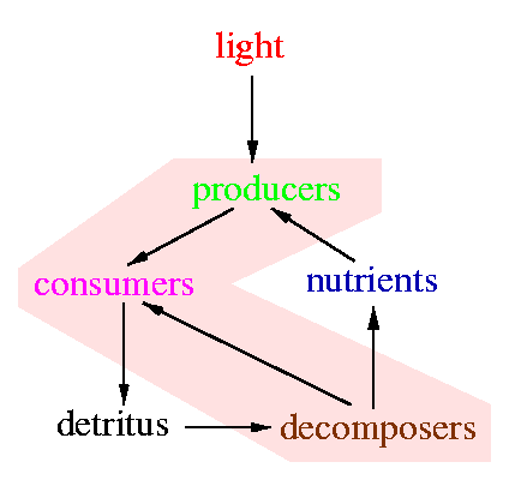 The canonical community is closed for mass and open for energy (light).
The three partners in recycling require each other's activity