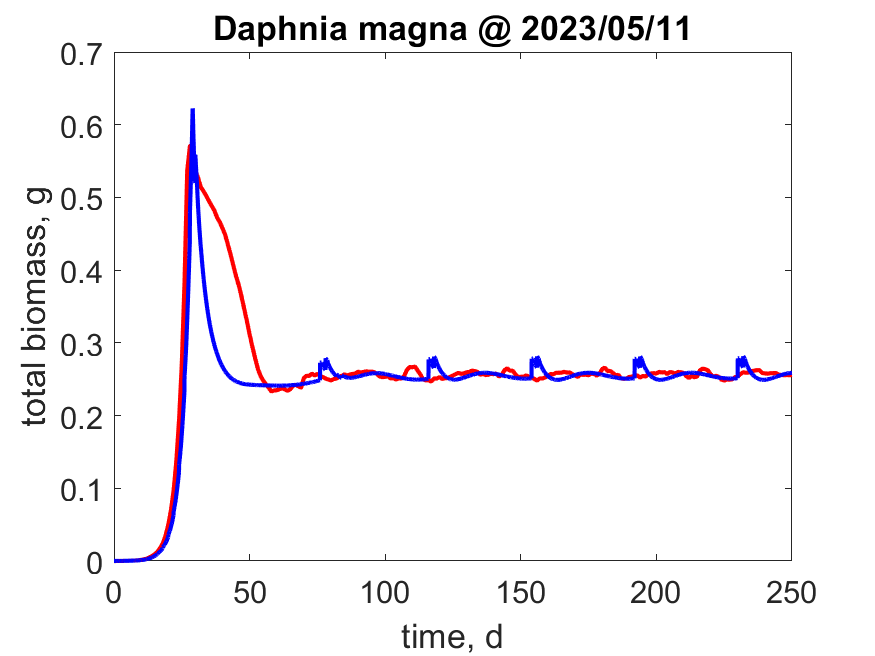 Population trajectories in a generalized reactor as avaluated with EBT (blue) and IBM (red) with the AmP parameters