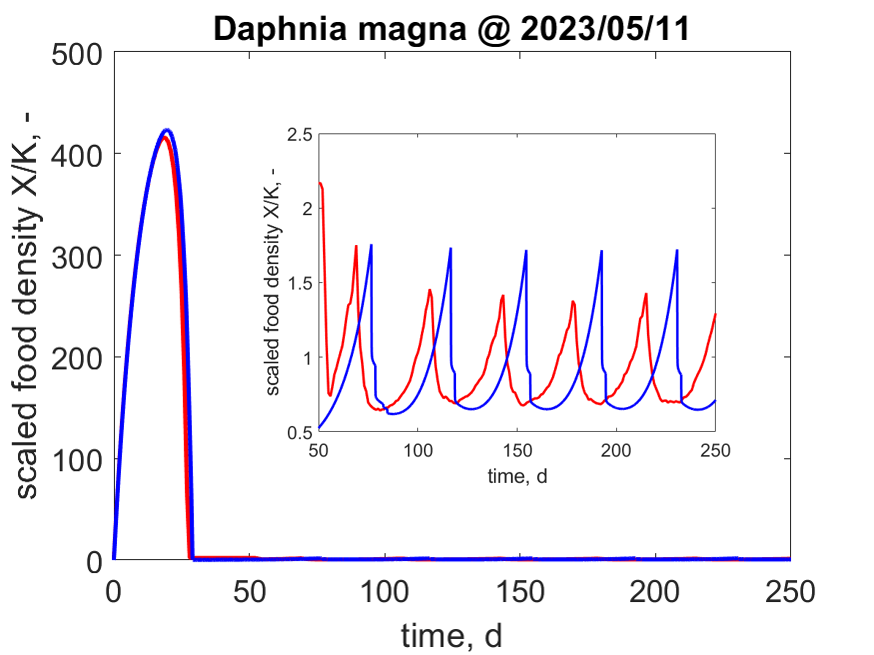 Population trajectories in a generalized reactor as avaluated with EBT (blue) and IBM (red) with the AmP parameters